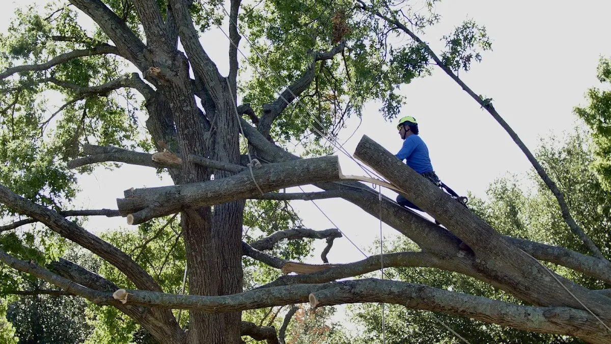 Professional Crown Thinning performed by certified arborists in Alburtis