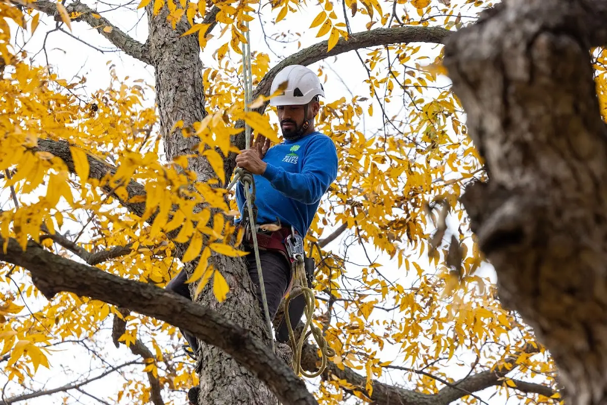 Skilled Tree Planting crew working in Alburtis